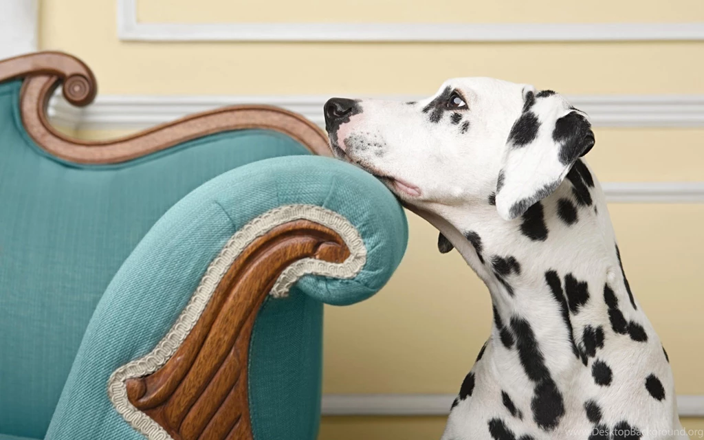 Sad Dalmatian Wallpapers And Images Wallpapers, Pictures, Photos