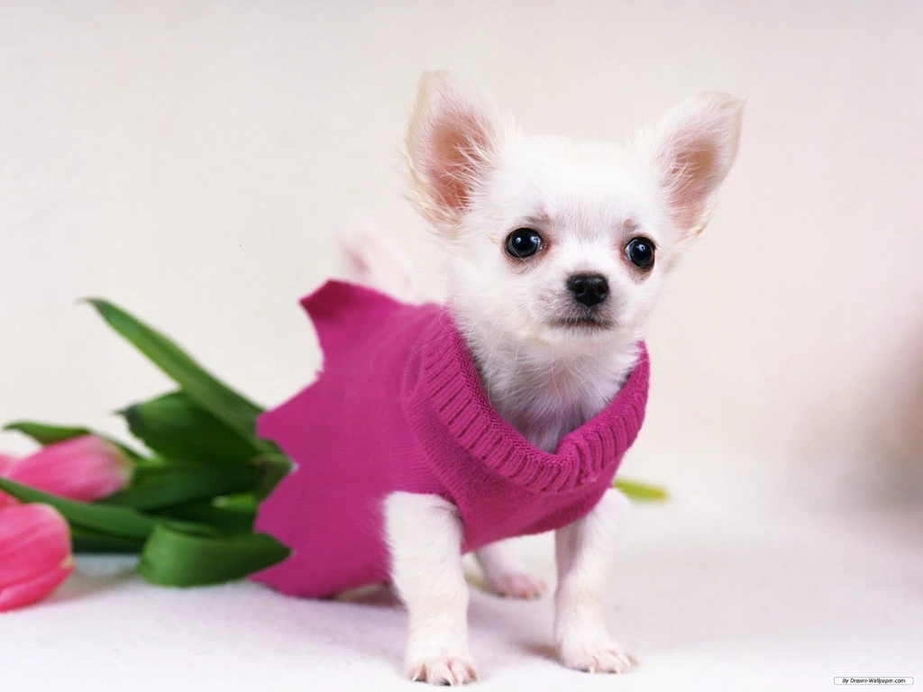 Free Wallpapers Free Animal Wallpapers Chihuahua Wallpapers ...