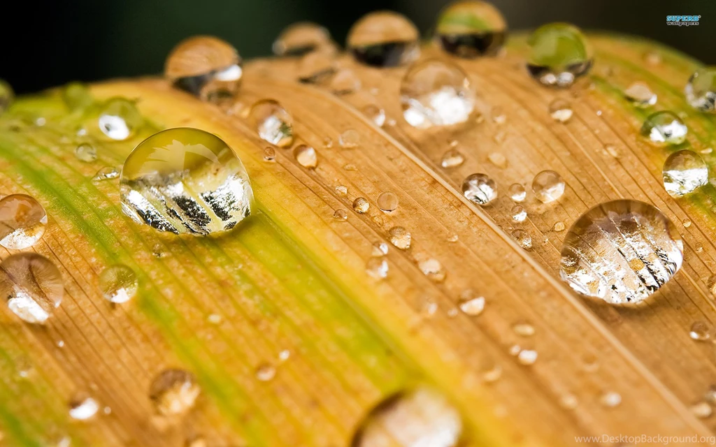 Water Drops On A Leaf Wallpapers Photography Wallpapers