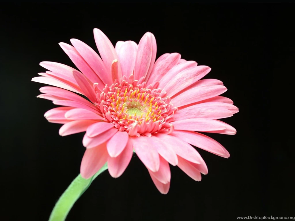 Pink Daisy Wallpapers