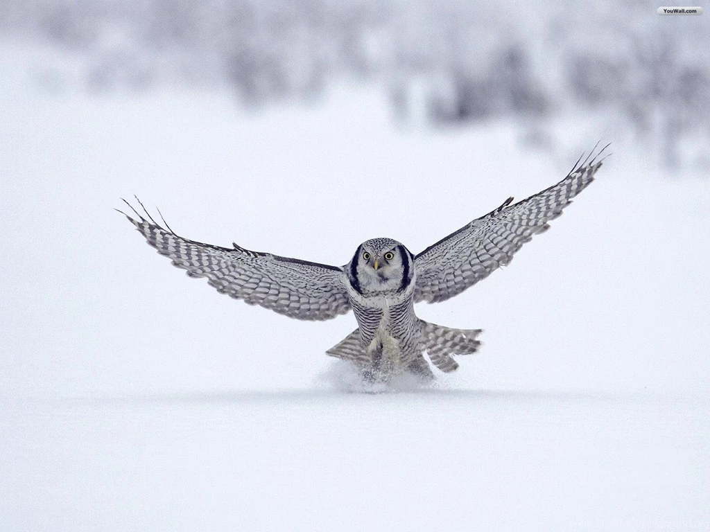 YouWall Flying Owl Wallpapers Wallpaper,wallpapers,free ...