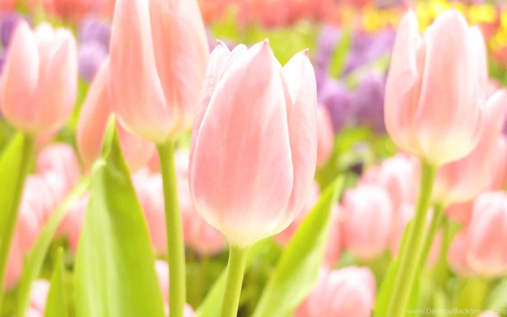Pink Tulips Wallpapers And Images Wallpapers, Pictures, Photos