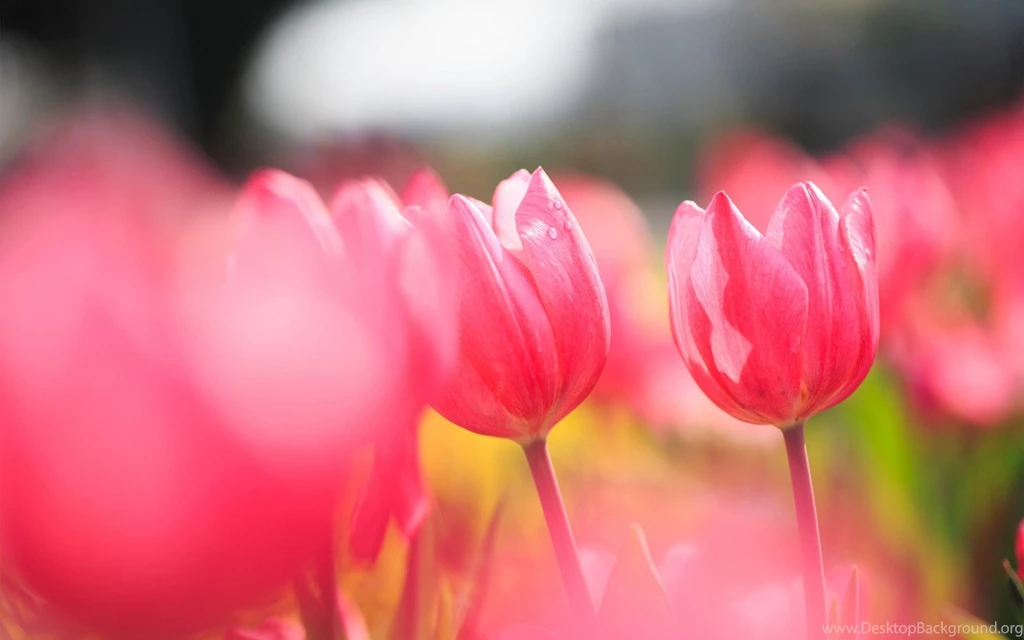 Flowers pink tulips field photo wallpaper 1680x1050 Magic4Walls.com
