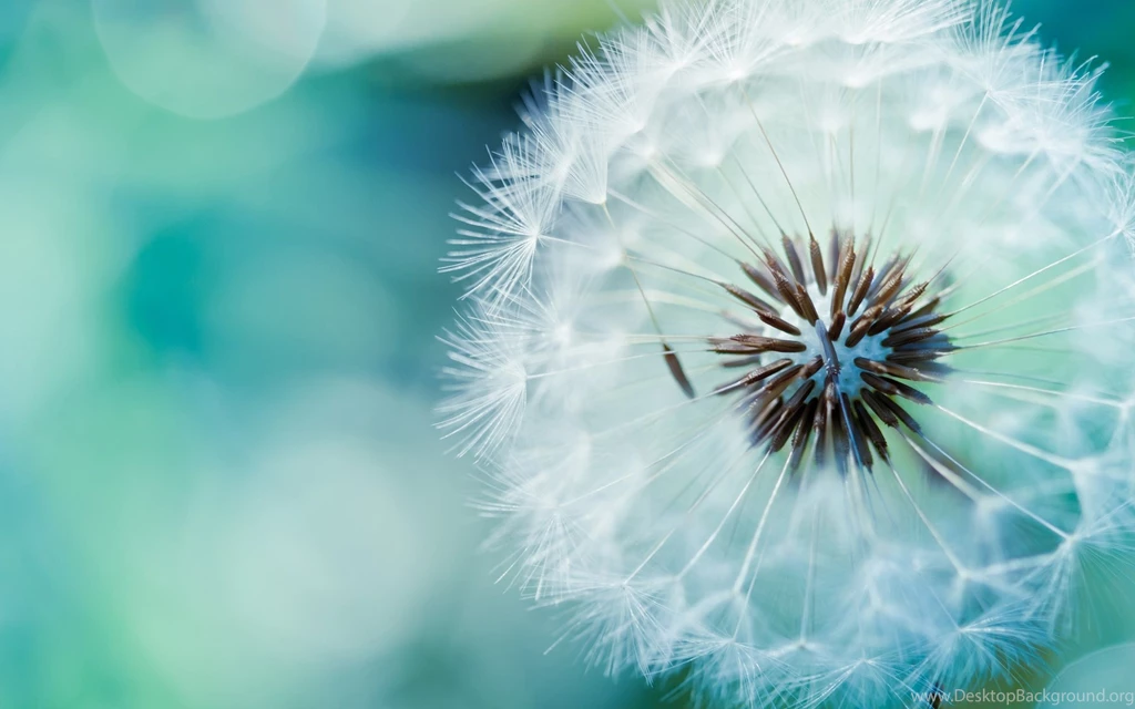 Pretty Wallpapers 1df