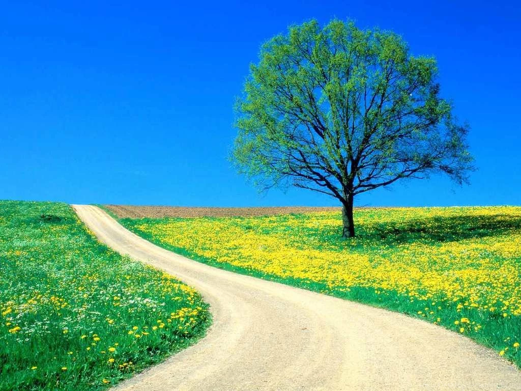 Desktop_ amazing_wallpaper _hd_ nature _free _download.jpg