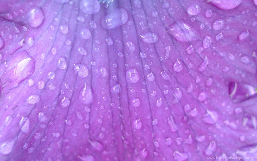 Purple Flower Backgrounds Bing Images