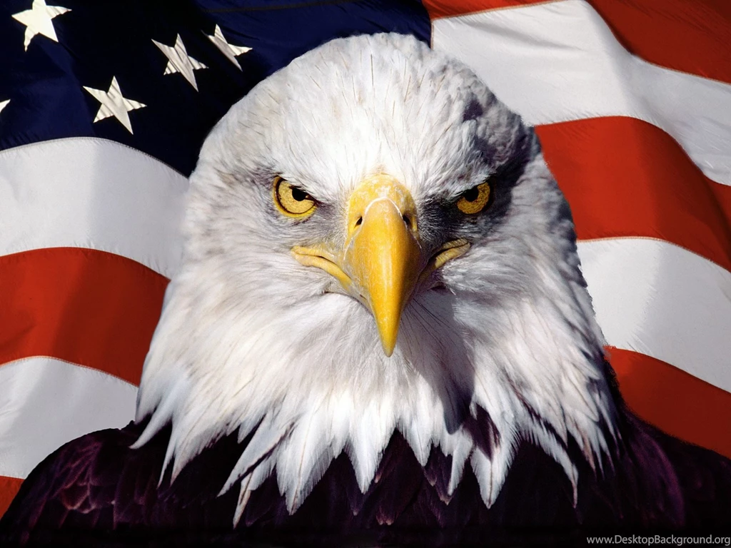 Download Awesome American Eagle Wallpapers