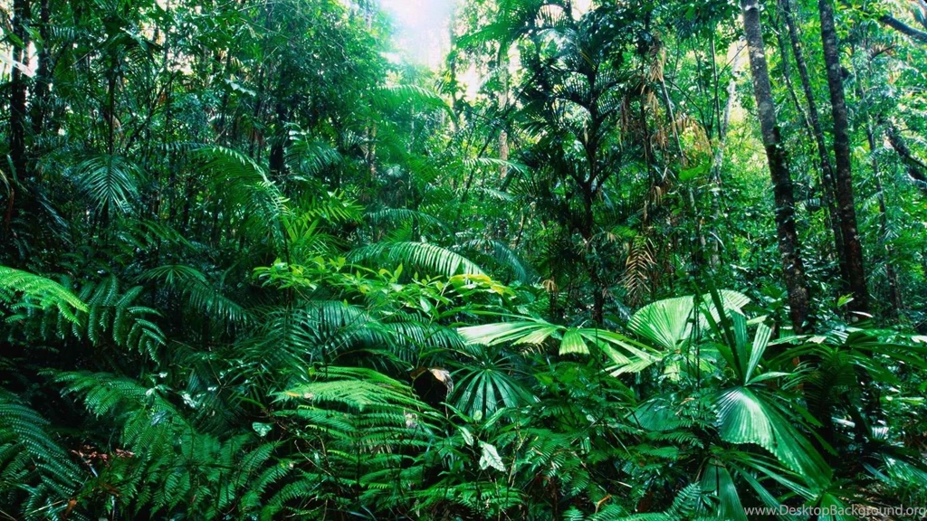 Rain Forest Backgrounds Wallpapers Cave