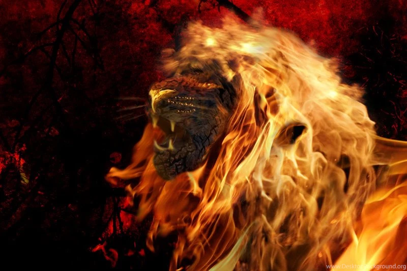 Fire Lion By TomGonets On DeviantArt Desktop Background