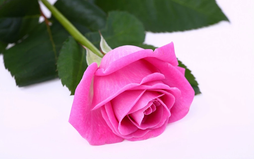 Download Dark Pink Rose 1920x1200 Full HD Wall