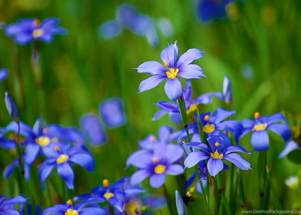 Natural Flowers Pictures Desktop Backgrounds