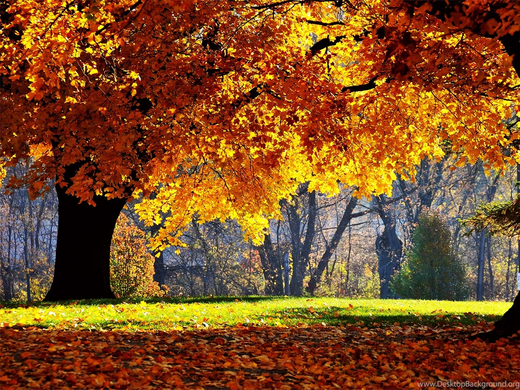 Autumn Falls Wallpapers