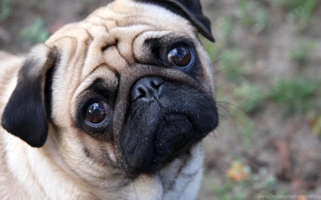 1280x800 Cute Pug Desktop PC And Mac Wallpapers