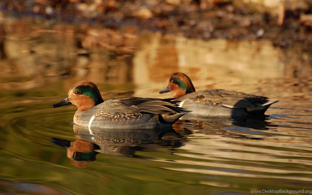 Suzanne Britton Nature Photography: Waterfowl (Wallpapers Only ...