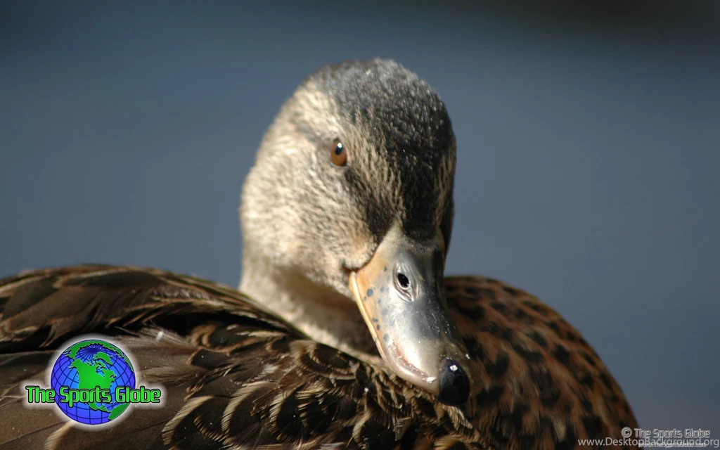Waterfowl Desktop Wallpapers And Backgrounds The Sports Globe