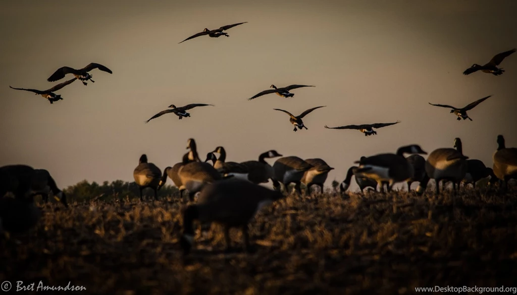 Jestingstock.com Goose Hunting Wallpapers