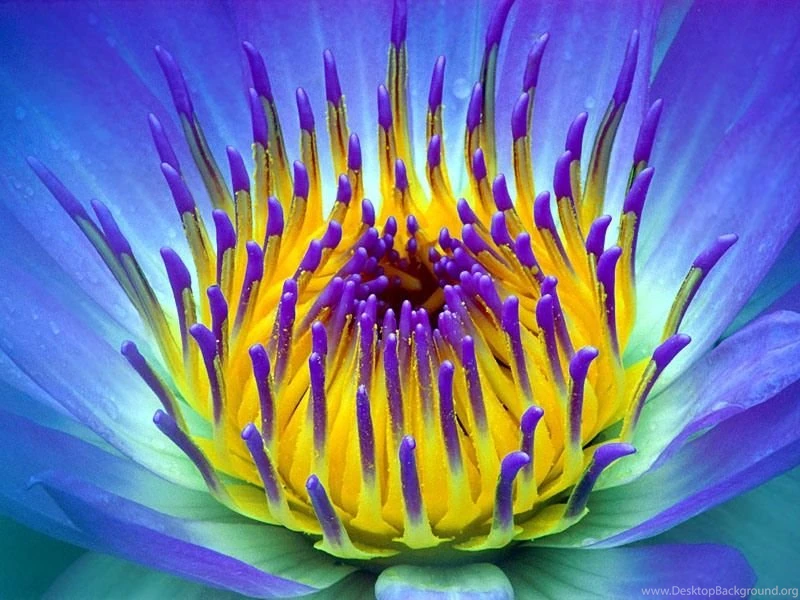 Marvellous Blue Violet Lillie Close up Pics
