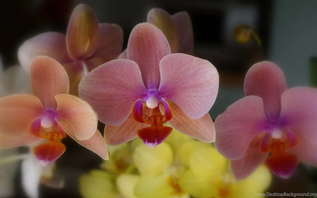 Rose Phalaenopsis Orchid Wallpapers In 1920×1200 Resolution ...