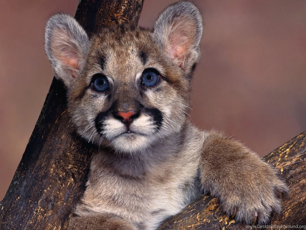 Mountain Lion wallpapers