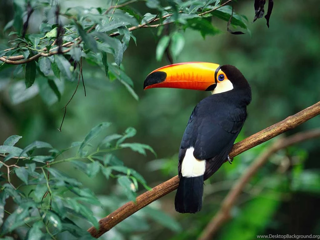Amazon Nature Hd Wallpapers ›› Page 0