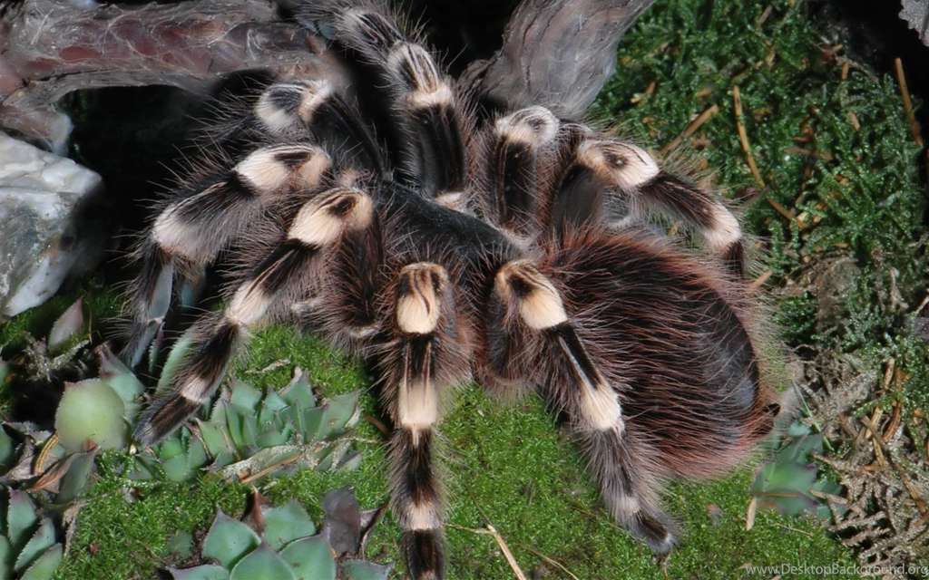 Mexican Redknee Tarantula Widescreen Wallpapers Desktop Background