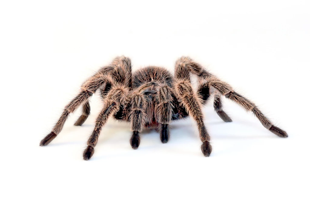 Spiders, Simple Background, Tarantula, White Backgrounds :: Wallpapers ...