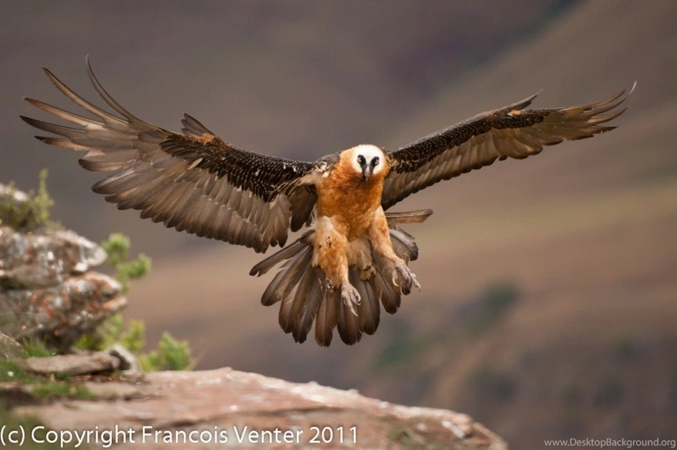 Bearded Vulture Wallpaper.