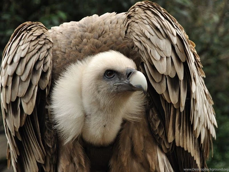 Griffon Vulture Wallpapers