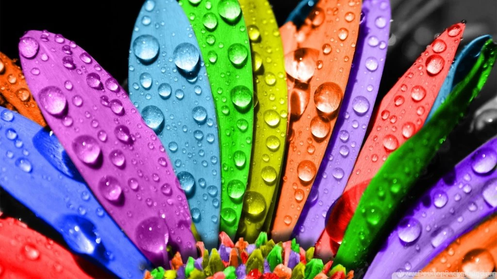 Colorful Flower HD Desktop Wallpapers : Widescreen : High ...