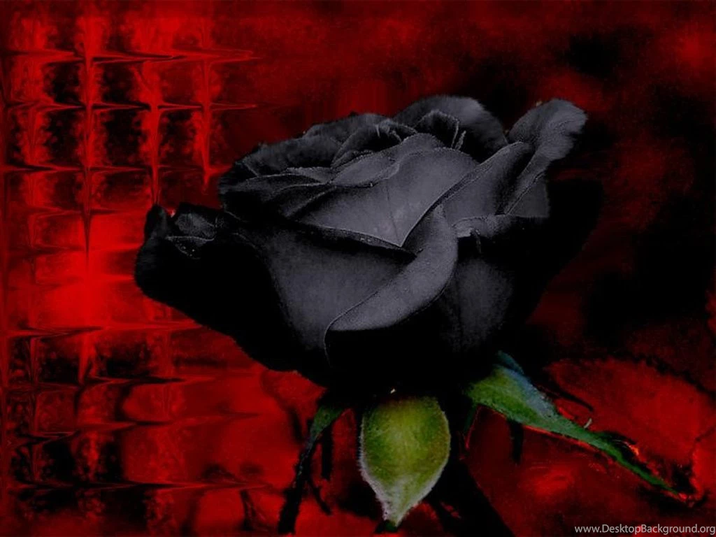 Black And Red Rose Wallpapers Wallpapers HD Wide