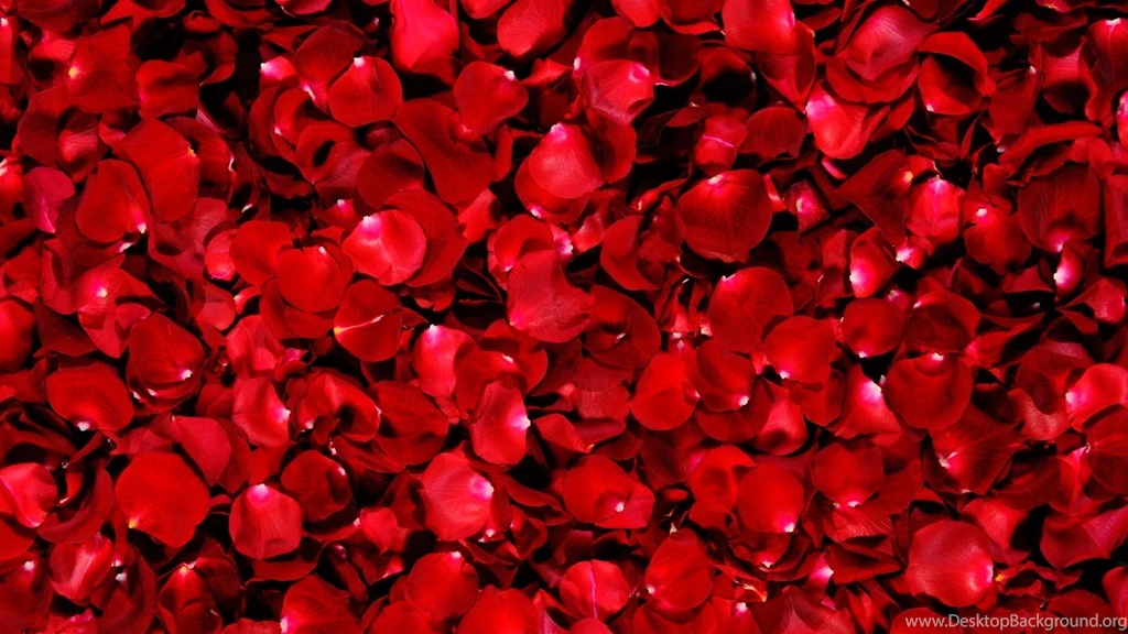 Red Rose Petal Backgrounds ImgMob