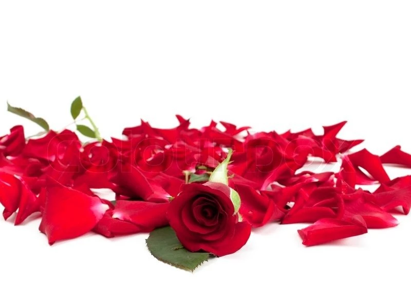 Red Roses And Rose Petals On White Backgrounds