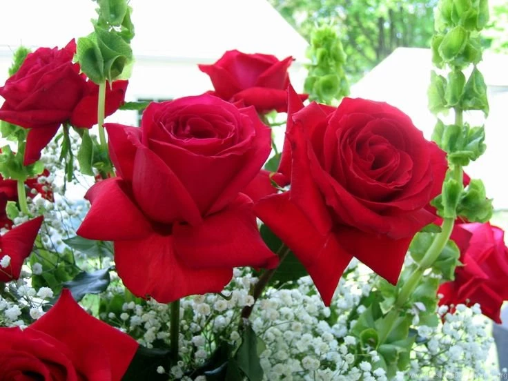 Rose Desktop Backgrounds Wallpapers Free
