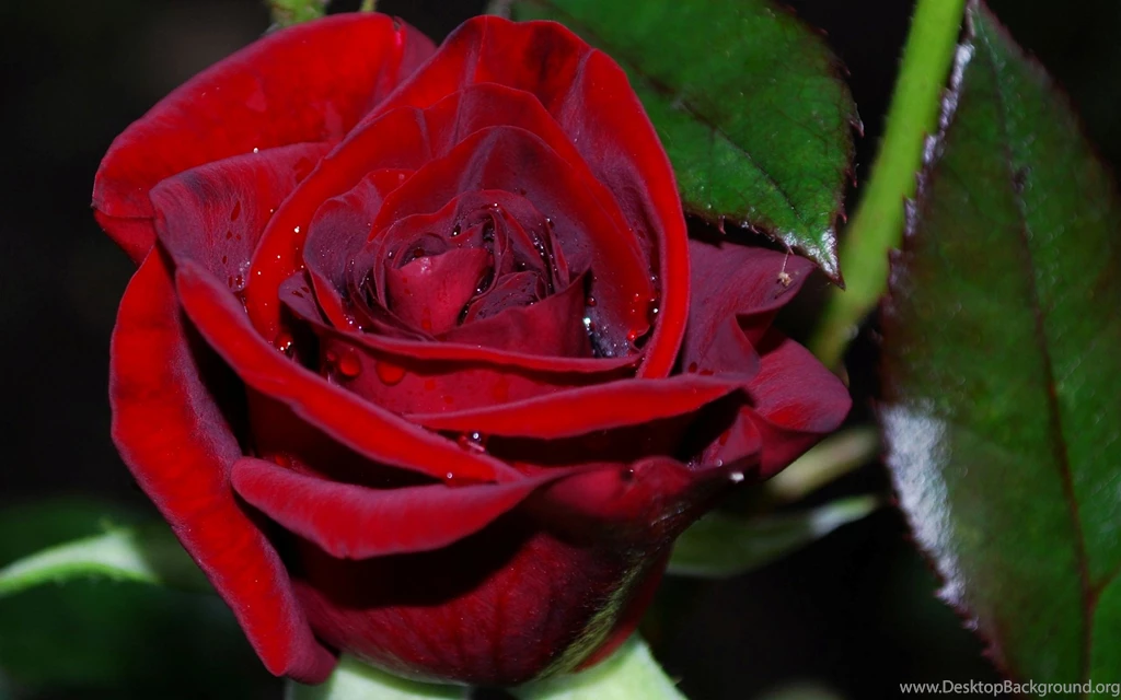 Beautiful Red Rose Flower HD Desktop Backgrounds Photo