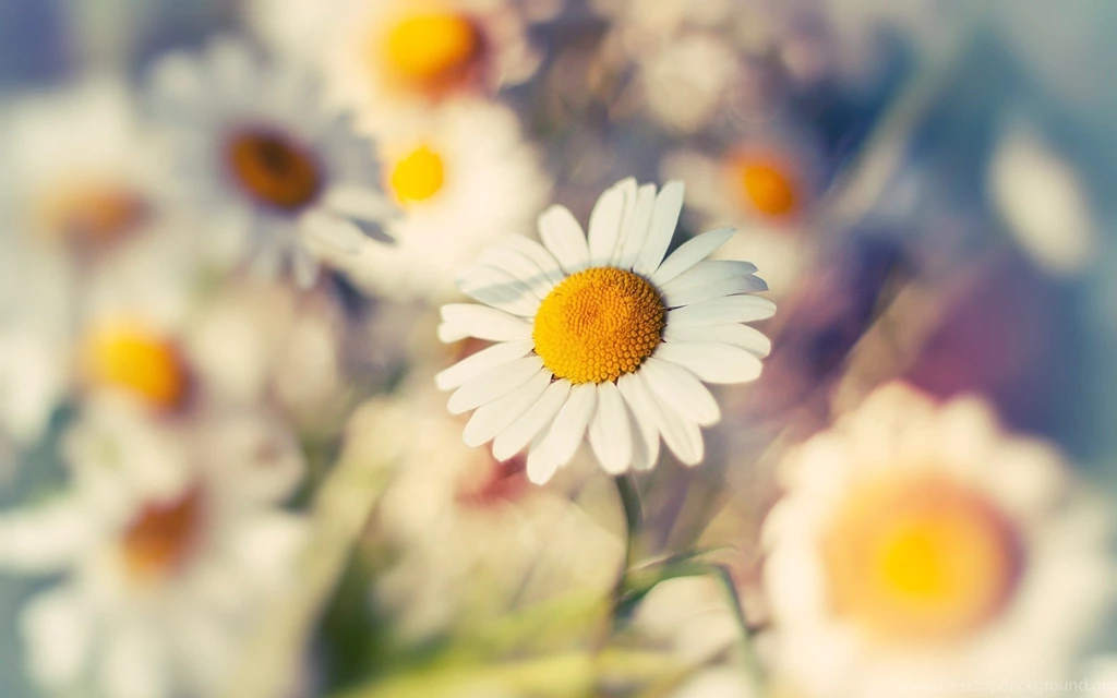 HD Vintage Daisy Flowers Wallpapers For Computer Full Size ...