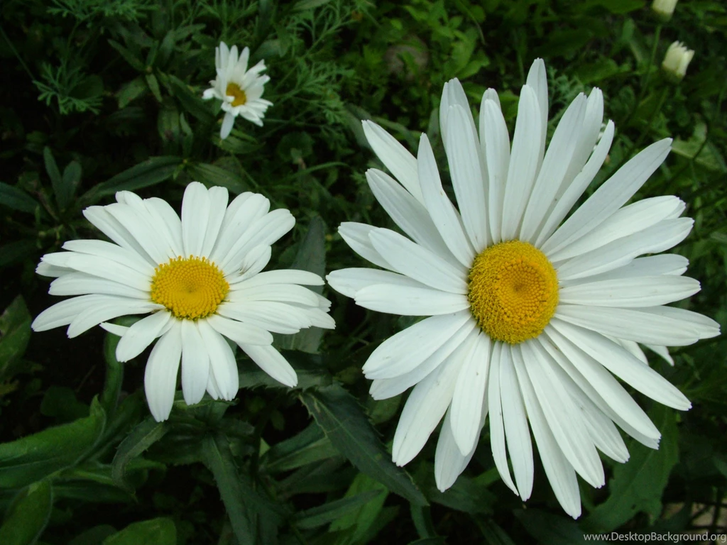Daisy Flower Wallpapers