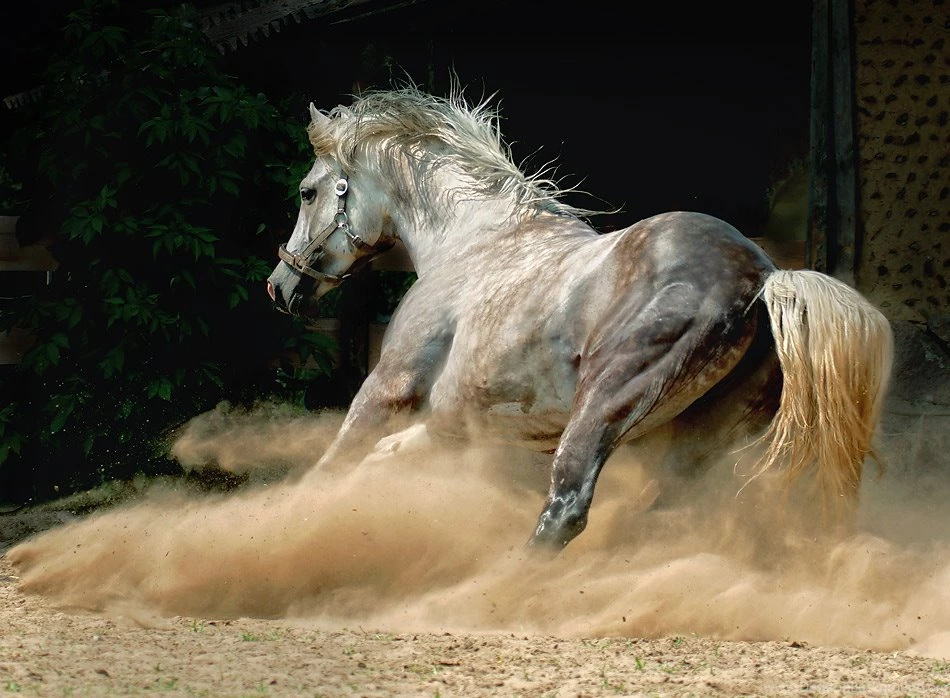 Majestic Beauty Arabian And Andalusian Horses [36 Pics ...