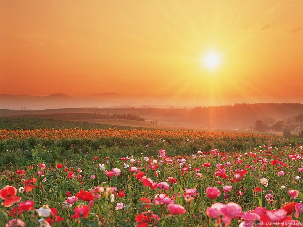 Beautiful Nature Wallpapers 08 ~ Only Sweet Angel