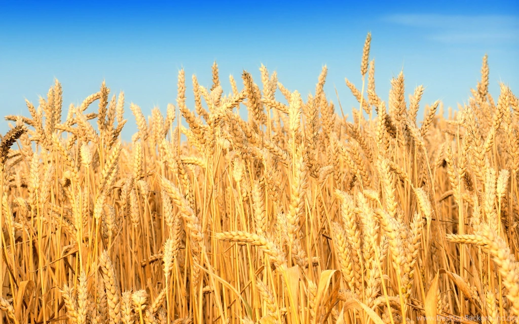 Wheat Field Harvest Wallpaper.