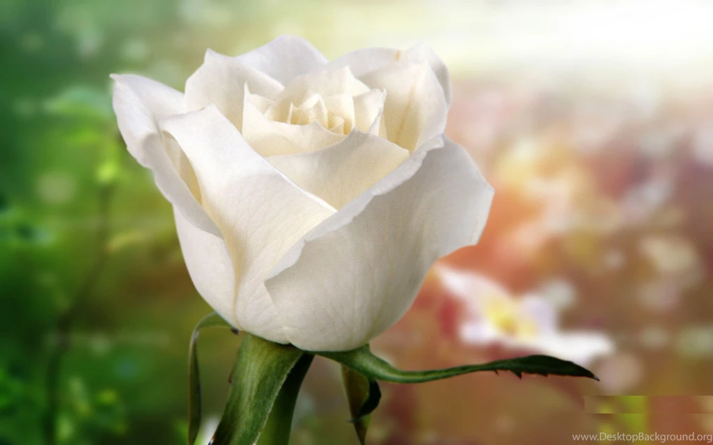 White Flowers Desktop Wallpapers ~ Toptenpack.com