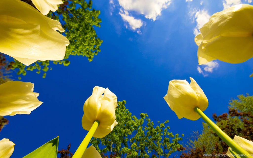 Flower Nature Wallpapers Free Uncalke.com