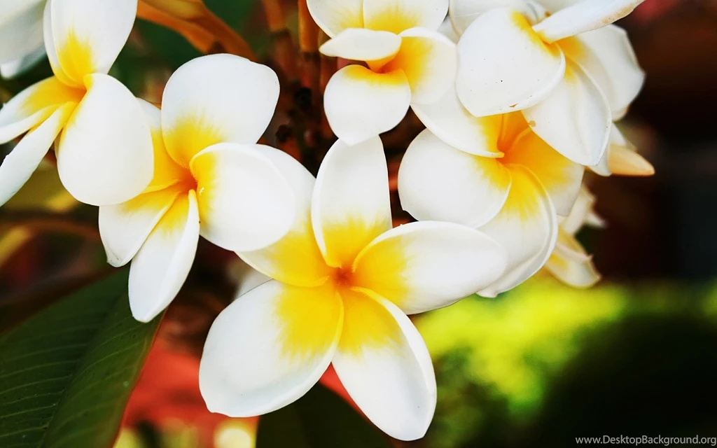 Flower Nature Wallpapers Picture Uncalke.com