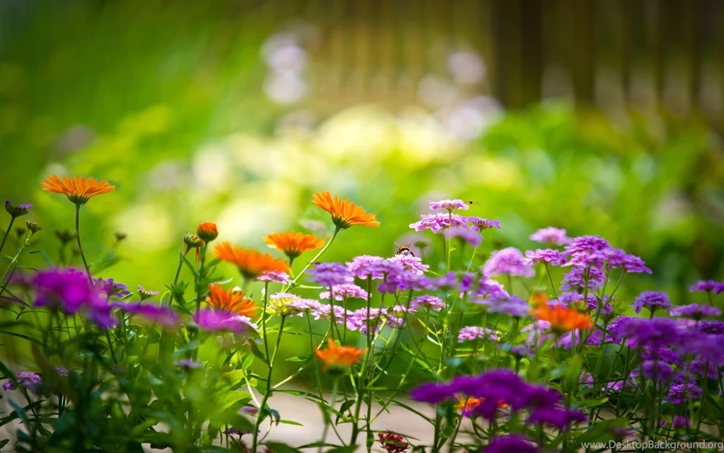 Flower PC Wallpapers HD Wallpapers Desktop Wallpapers ...