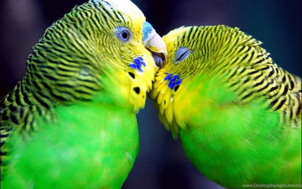 Wallpapers Of Love Birds Wallpapers Cave