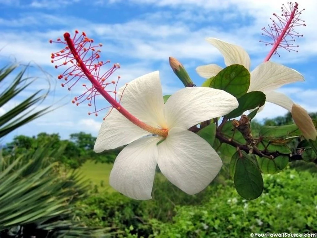 Images Of Hawaiian Flowers HD Wallpapers Pretty