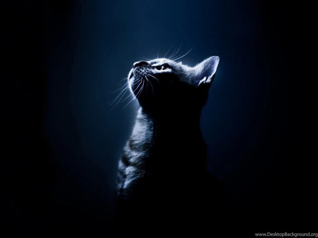 Dark cute cat wallpapers Cute Cat Wallpapers Desktop Background