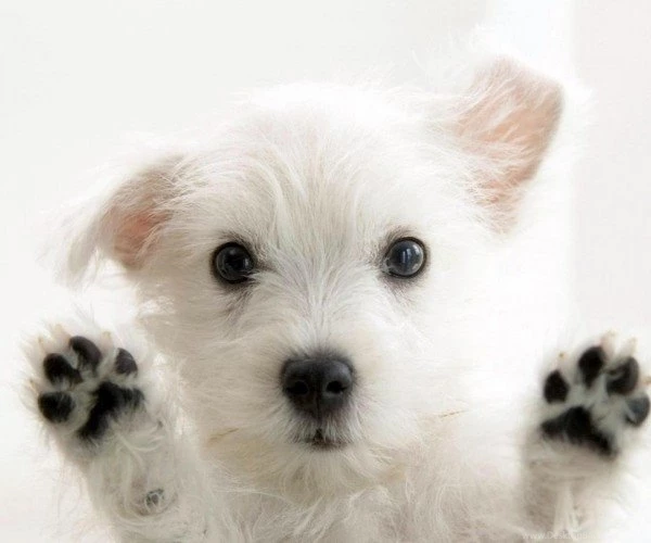 Cute Puppies HD Wallpapers Download HD Wallpapers Online Free