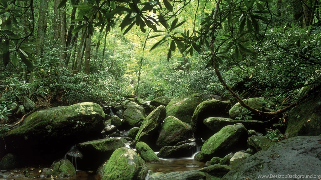 Landscapes Nature Forests Summer Tennessee Forks National Park ...