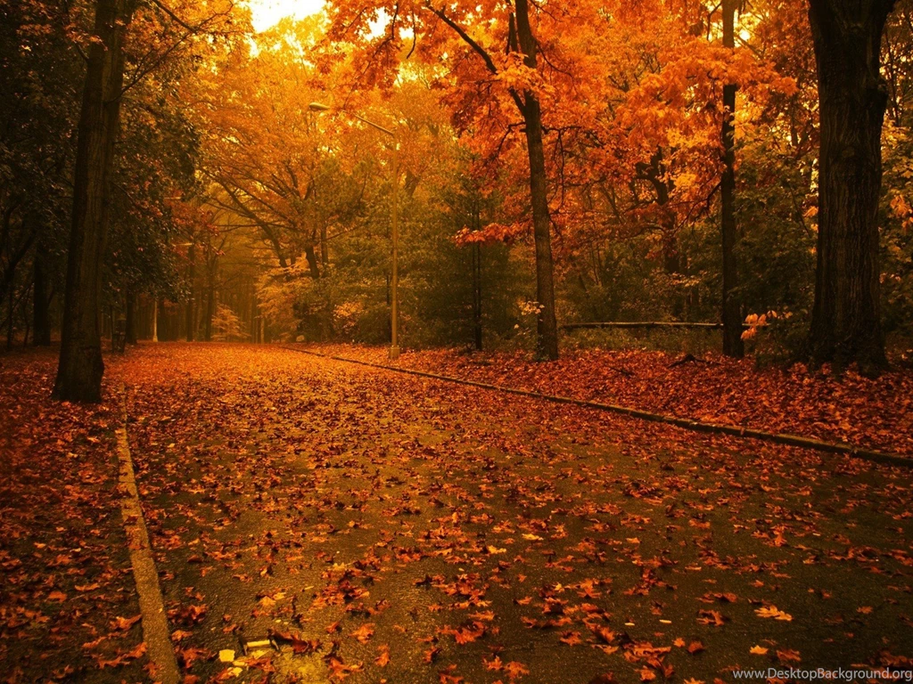 Fall Leaves Tumblr Wallpaper.