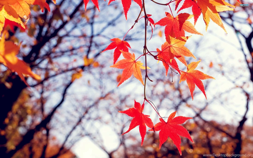 Autumn Leaves Wallpapers Photography Wallpapers